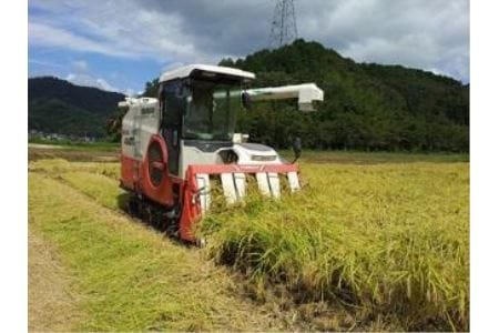 令和6年産新米！　西の魚沼！丹波篠山産　コシヒカリ【出荷直前に精米】10㎏(玄米状態で10kg) X007