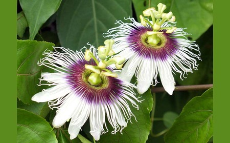 2025年発送【あたり果樹園】奄美パッションフルーツ 家庭用 約4kg 鹿児島県 奄美群島 奄美大島 龍郷町 国産 奄美産 果物 青果 くだもの フルーツ 南国 トロピカル 初夏の果実 果物時計草 さ