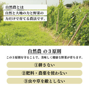 さつまいも 約 3kg おまかせ 紅はるか 鳴門金時 紅あずま 安納芋