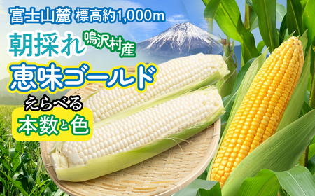 とうもろこし　恵味ゴールド　5本 | ふるさと納税 とうもろこし トウモロコシ ジューシー 朝採りコーン 野菜 山梨県 鳴沢村 送料無料 | NSAK001