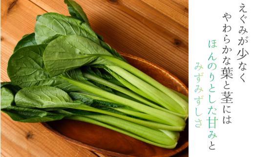 奈良県産 小松菜 約1kg  【順次発送】／ スマイル葛城農業 野菜  小松菜 農家直送 産直 新鮮 旬 サラダ 名産 健康 美容 栄養 奈良県 葛城市【smlk060】_イメージ3