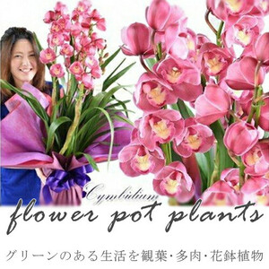【定期便 12か月】グリーンのある生活を観葉・多肉・花鉢植物（12か月）【 観葉植物 花 インテリア  】