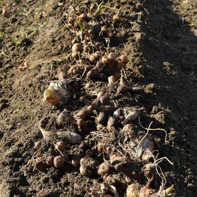 ふるさと納税 阪南市 はんなん野菜便〜泉州産さといも〜 |  | 01