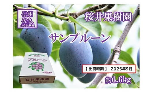 
            長野県産プルーン『サンプルーン』 家庭用 約1.6kg（400g×4）〈2025年9月出荷／北海島・沖縄・離島は配送不可〉信州 果物 旬彩 先行予約 期間限定 国産 【 フルーツ 長野県 佐久市 桜井果樹園 】
          