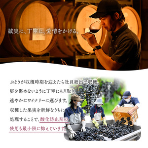 FYN6-229 赤ワイン 月山山麓 ワイン 360ml 赤ワイン