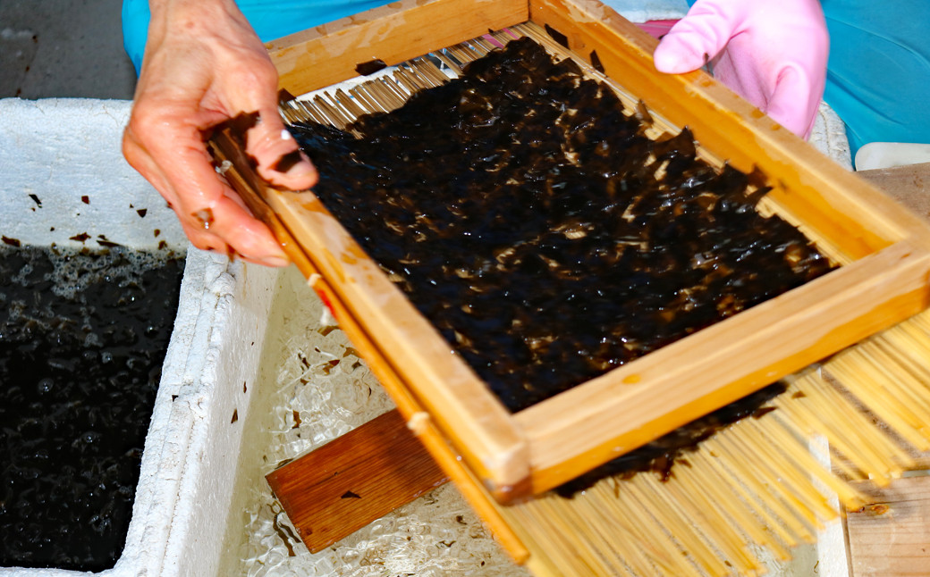 いせる作業には高い技術が必要。冷たい海水につけながらで手がかじかみます。