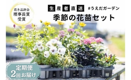 花苗セット 季節の花苗 生産者直送 花き品評会受賞 花苗セット【定期便2回】