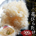 【ふるさと納税】＜数量限定＞いにしえの輝き花びらたけ 500g（100g×5パック） F23R-613