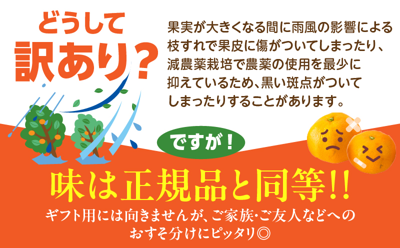 訳あり 数量限定 海藻木酢みかん 計5kg以上 傷み補償分付き フルーツ 果物 くだもの 柑橘 みかん 国産 期間限定 食品 家庭用 自宅用 B品 わけあり オレンジ デザート おやつ おすすめ おす