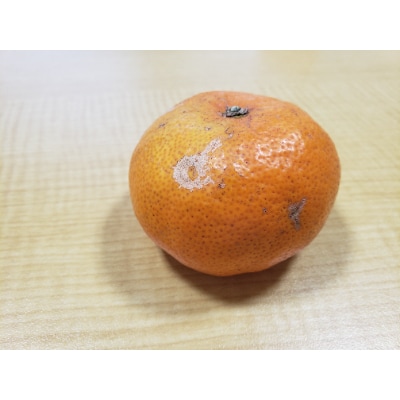 柑橘の鬼たちがつくる八幡浜産・温州みかん8kg[家庭用]【C56−17】【配送不可地域：離島】【1252943】