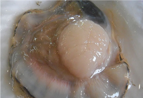 【北海道から直送!!】殻付活ホタテ貝（6.0kg詰）18～30枚入 ふるさと納税 ほたて _F4F-7719