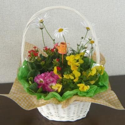 ふるさと納税 朝倉市 季節のフラワーバスケット |  | 01