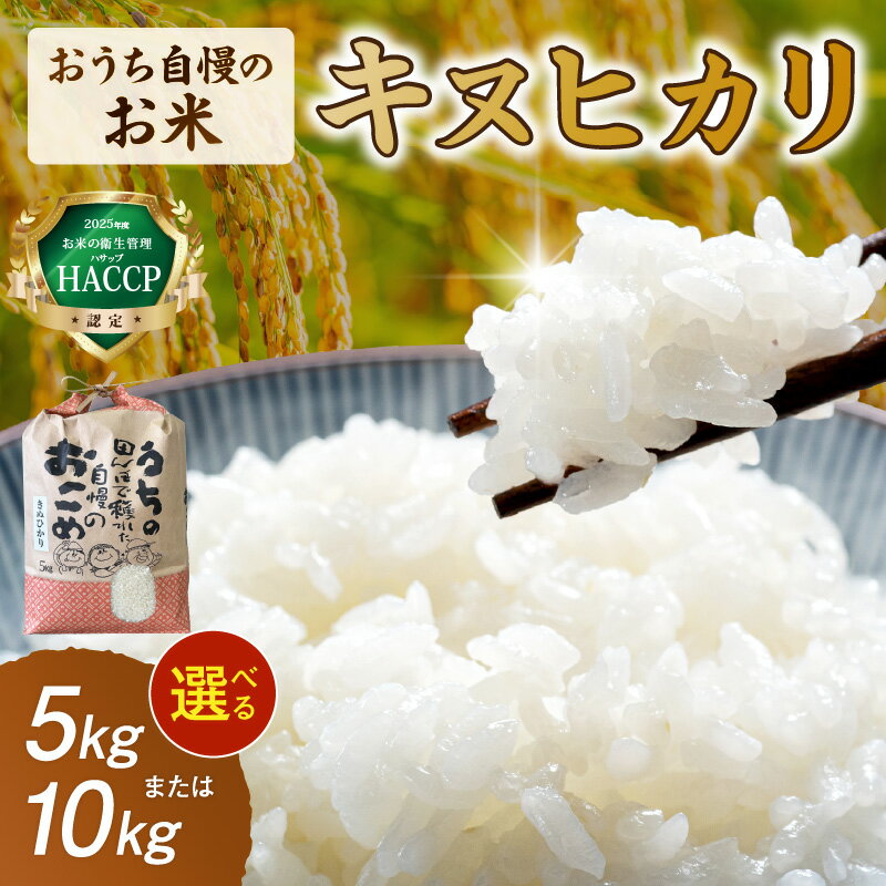 【ふるさと納税】おうち自慢のお米　キヌヒカリ 5kg 10kg ふるさと納税 米 精米 白米 ご飯
