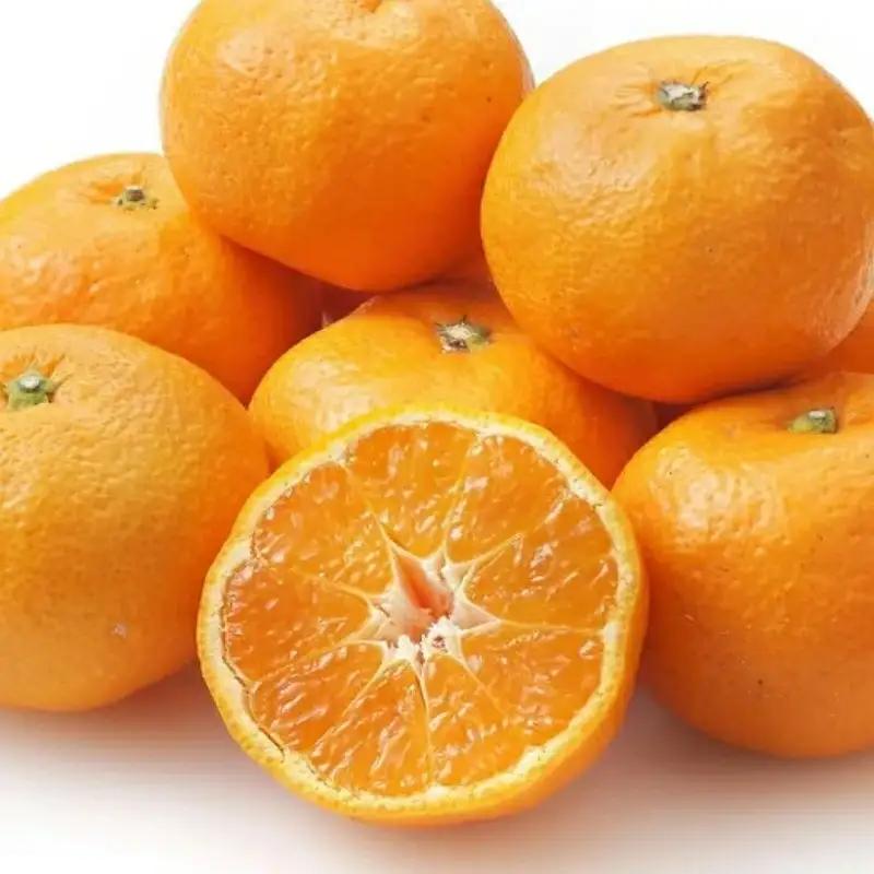 温州みかん 5kg【期間限定・先行予約・12/10まで】 / 和歌山県  田辺市 温州ミカン【mry016-2】