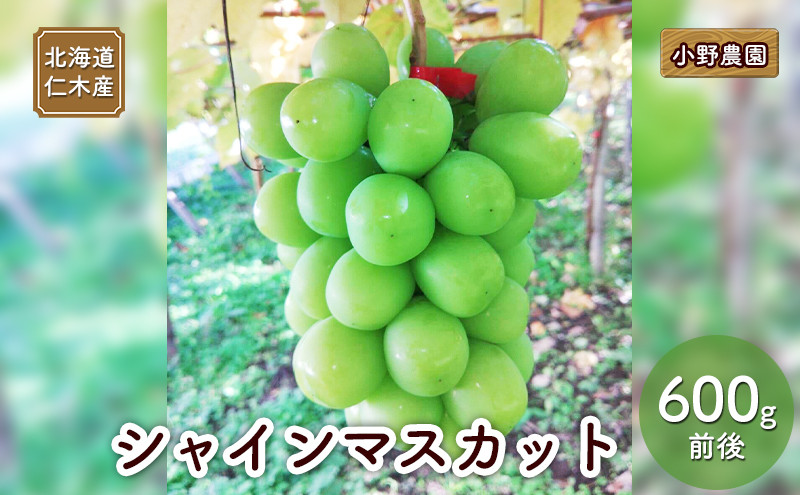 
                  [先行受付] 北海道 仁木産 シャインマスカット 600g前後  果物 ぶどう フルーツ おやつ デザート 食後 有機肥料 農薬低減 国産 直送 産地直送 食べ物 食品 北海道産 [株式会社　小野農園]
                