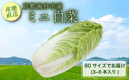 【先行受付】【産地直送】 ミニ白菜 80サイズ 3~6本入り 【12月中旬以降順次発送】