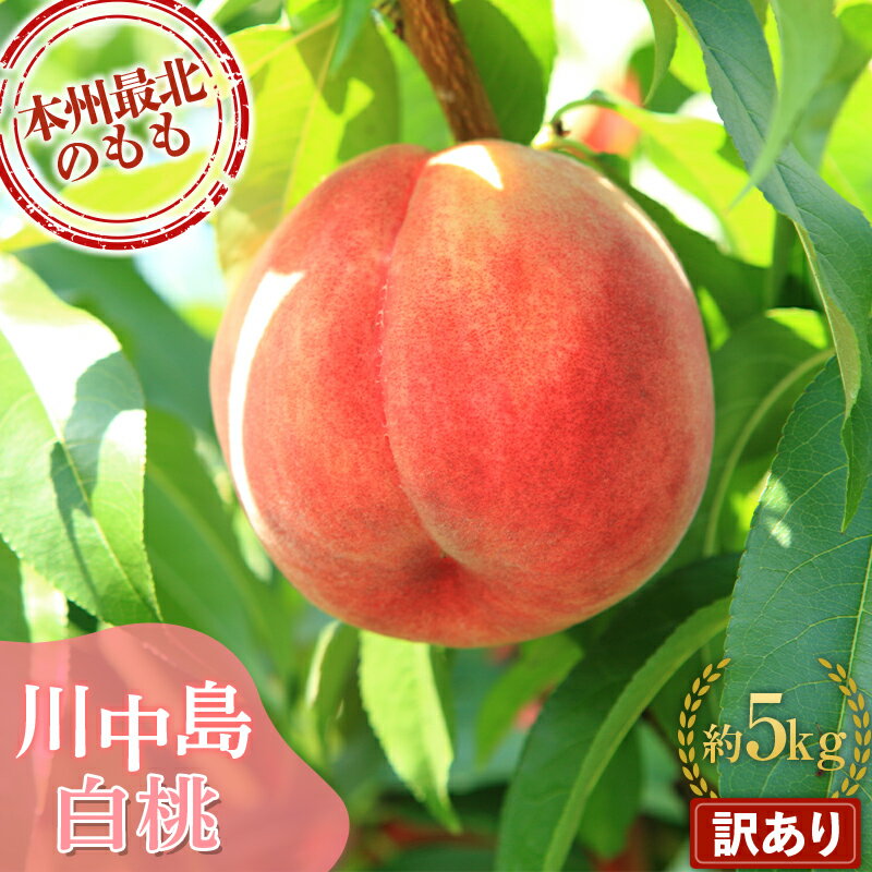 【ふるさと納税】 【訳あり】 もぎたて発送 川中島白桃 5kg (10～18個) 【誠果園】 家庭用 規格外 わけあり ワケアリ 訳アリ 白桃 桃 もも モモ 青森県 南部町 三戸 南部 果物 くだもの フルーツ F21U-297