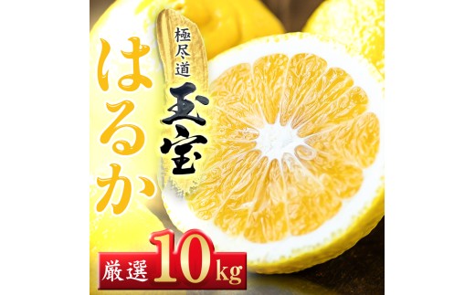 ＜愛媛名産＞玉宝はるか　10kg＜F64-57＞【1511219】 YWTY046