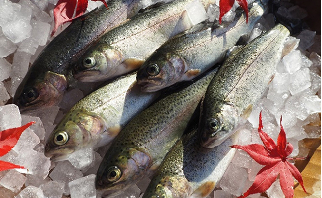 
[№5762-0468]魚沼の虹ます（ニジマス）冷凍12尾入
