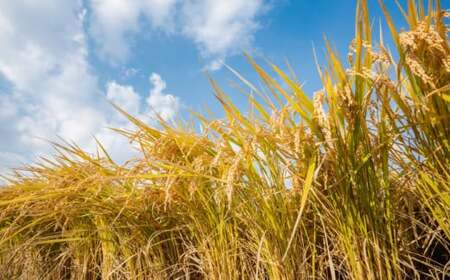 【宮下農園セット】「宮トマト」2kg+長崎県認定特別栽培米にこまる2kg