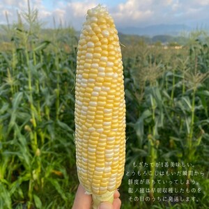 【2026年分先行受付】南信州産 完熟生とうもろこし 約3kg | 長野県 飯田市