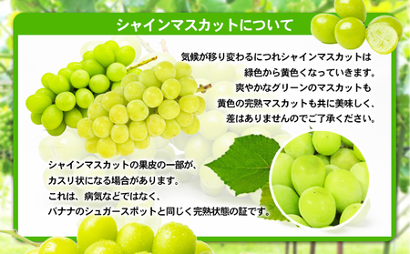 食卓応援品　瀬戸内のシャインマスカット　2房（約1.4kg）