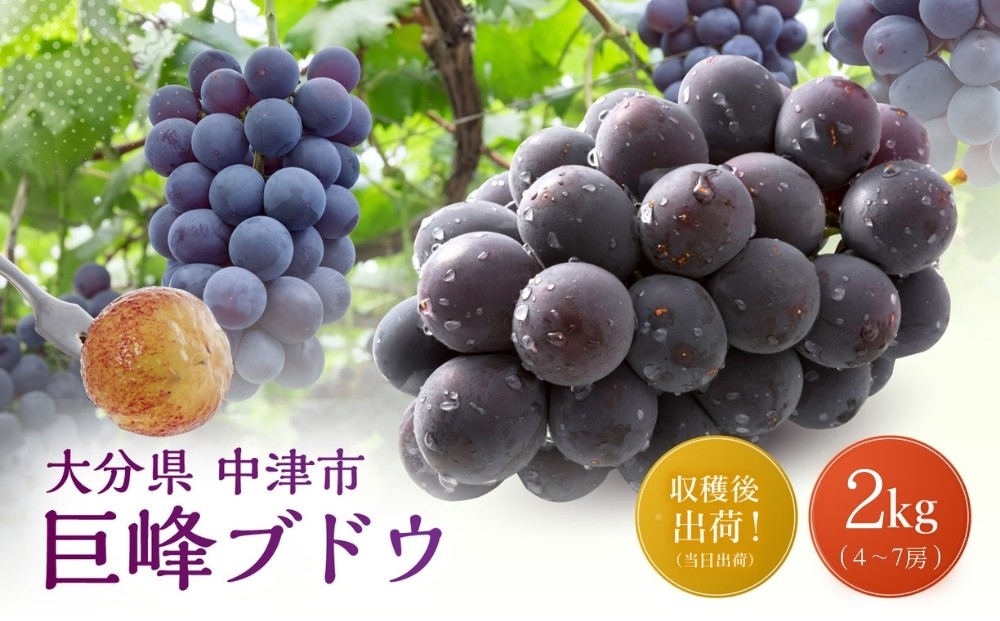 
                  【先行予約】巨峰ブドウ 約2kg (4～7房) 種あり | ブドウ ぶどう 葡萄果物 フルーツ くだもの 産地直送 甘い 大分県産 九州産 中津市 国産 送料無料
                