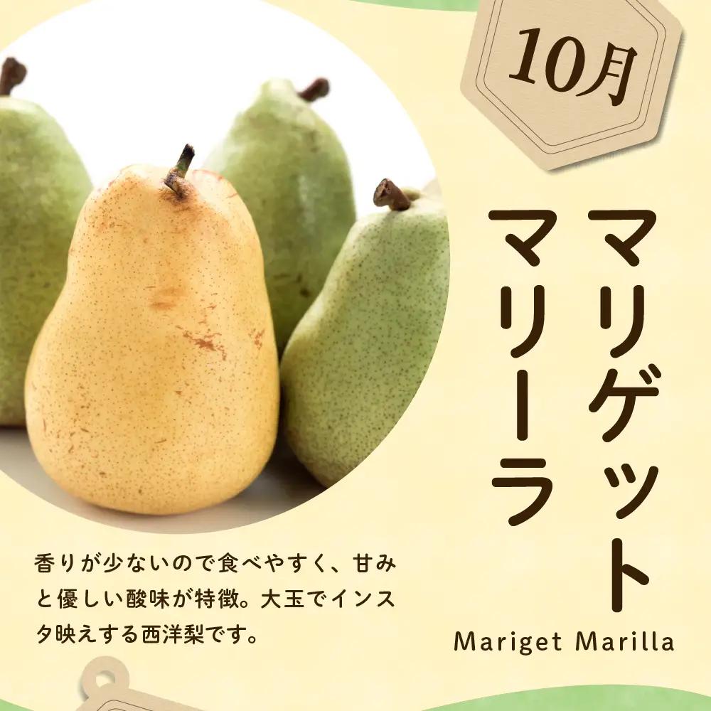 【先行予約】 定期便 令和8年産 西洋梨の定期便 全4回 約8kg 山形