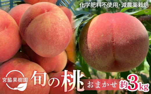 
                  【2026年8月中旬以降より発送】旬の桃おまかせ約3kg・5～8玉（自家製有機肥料・減農薬・化学肥料無使用）
                