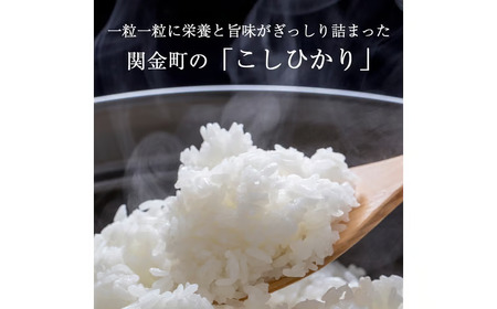 【新米】【在庫限定】令和7年産米 コシヒカリ 5kg （山崎農園）数量限定 新米 米 きぬむすめ