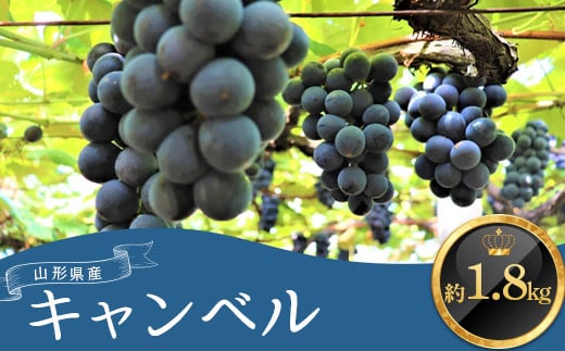 ≪2025年9月上旬頃～10月下旬頃発送≫山形県産キャンベル 約1.8kg  ぶどう ブドウ 葡萄 デザート フルーツ 果物 くだもの 果実 食品 山形県 FSY-1344