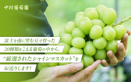 【2025年発送】シャインマスカット 3kg 3房～6房 先行予約 産地直送 フルーツ 果物 ぶどう 葡萄 人気シャインマスカット 美味しいシャインマスカット 山梨シャインマスカット 甲斐市シャインマ