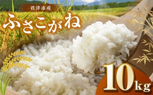 新米 【令和7年産】君津市産ふさこがね（精米）10kg | JA さだもと 米 こめ お米 おこめ 白米 精米  千葉県 君津市 きみつ