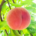 【ふるさと納税】豊かな自然で、園主が愛情を注ぎ込んだ桃 （赤桃） 2kg 山形県産 【2024年8月上旬～8月下旬に順次発送予定】