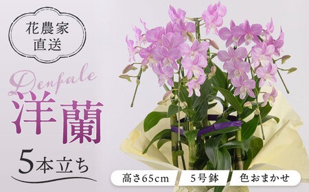 【 30セット 限定 】 デンファレ （ 洋蘭 ） 5本 立ち 《糸島》【和饗エコファーム株式会社】 蘭 洋蘭 デンファレ 花 インテリア お祝い 贈り物 [AVI003]