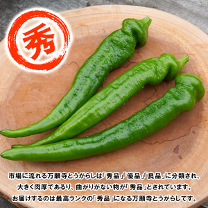 【5月中旬～11月下旬発送】 万願寺とうがらし 秀品 1kg 辛くない万願寺とうがらし 万願寺 とうがらし