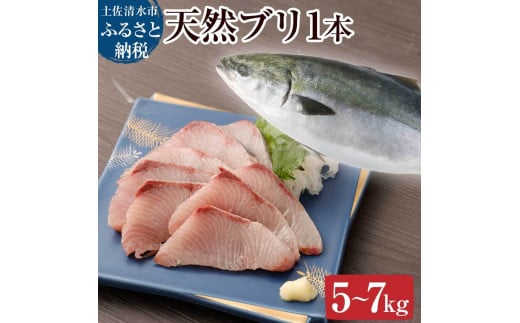 天然ブリ1本（5kg～）下処理なし まるごと直送便【令和8年3月以降発送※着日指定不可】 鮮魚 刺身 たたき ぶりしゃぶ ぶり大根 ぶり 1本 1匹 1尾 天然 ブリ 鰤 冷蔵【R01211】