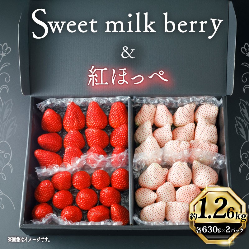 
                  【1月から順次発送開始】いちご 紅ほっぺ 白いちご 計 1.26kg 以上 高級 紅白 イチゴ 苺 セット Sweet milk berry  各630g以上 フルーツ 期間限定 数量限定 苺 ストレベリー イチゴ ベリー フルーツ スイーツ デザート 果物 果汁 ストロベリー 甘い 国産 安心 濃厚 新鮮 贈答用 プレゼント くだもの お歳暮 静岡いちご 静岡苺 静岡県 牧之原市 畠農宝
                