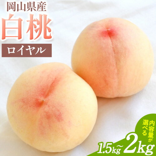 【ふるさと納税】桃 岡山県産 白桃 最高等級 ロイヤル 選べる 1.5kg(5～6玉) 2kg(8玉) 約1kg(大玉3玉) 約2kg(大玉6玉) 梅木商店《7月上旬-9月上旬頃出荷》 桃 もも フルーツ 果物 一級品 厳選 岡山県 備前市