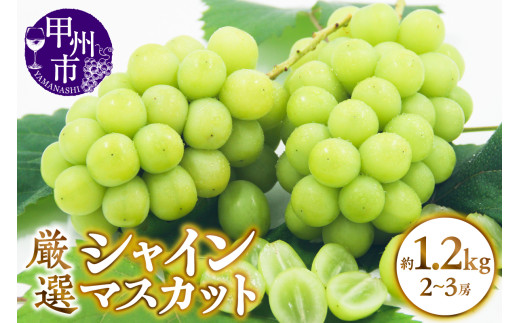 甲州市産 厳選 シャインマスカット 約1.2kg（2～3房）【2025年発送】（APX）B-195 【シャインマスカット 葡萄 ぶどう ブドウ 令和7年発送 期間限定 山梨県産 甲州市 フルーツ 果物】