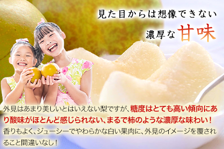 熊本県玉東町産『緑伸園』の秋麗梨 期間限定 たっぷり約3kg 5-9玉前後《8月上旬-8月下旬頃出荷》 なし 秋麗 果物 スイーツ フルーツ デザート スムージーにも ｜ブランド梨 人気梨 特産品梨 