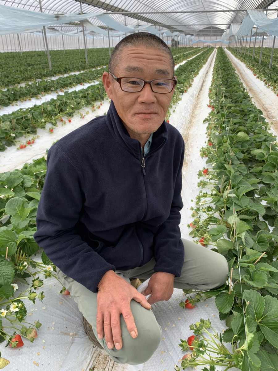 【4月発送】 先行予約 いちご 「さちのか」約250g×4パック 宇城市産いちご 熊本県産いちご 宇城市産いちご 熊本いちご 国産いちご いちご4パック 2026年4月上旬発送予定