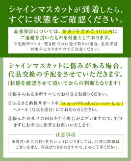 朝どれ シャインマスカット 1.2kg以上 2～3房入り 農家直送【2024年発送】（IS）B-473