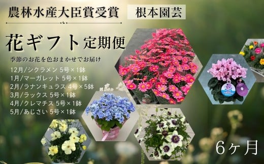 【先行予約】花ギフト定期便 6ヶ月(12〜5月) シクラメン マーガレット ラナンキュラス ラックス クレマチス アジサイ | 花 お花 フラワーギフト 定期便 花ギフト フラワーギフト 鉢花 鉢植え
