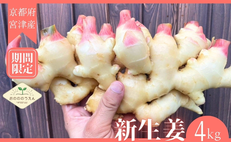 【2026年発送分予約】新生姜 4kg 栽培期間中 農薬 化学肥料 除草剤不使用 新生姜
