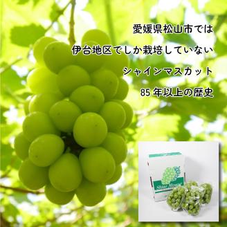 シャインマスカット 約2kg ( 3～5 房 ) 青秀 以上 冷蔵 愛媛県産 松山 伊台