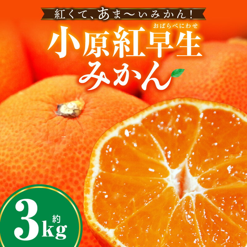 【ふるさと納税】小原紅早生みかん 3.0kg みかん 果物 デザート フルーツ お取り寄せ グルメ 柑橘 柑橘系 旬 旬の果物 家庭用 生鮮食品 贈り物 贈答 柑橘果物 おすすめ 人気 旬のみかん 季節 季節の果物 果汁 香川県 三木町 送料無料