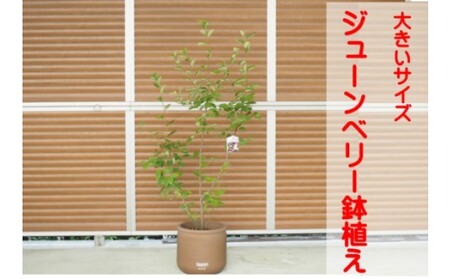 ガーデニング 鉢植え ジューンベリー ガーデニング