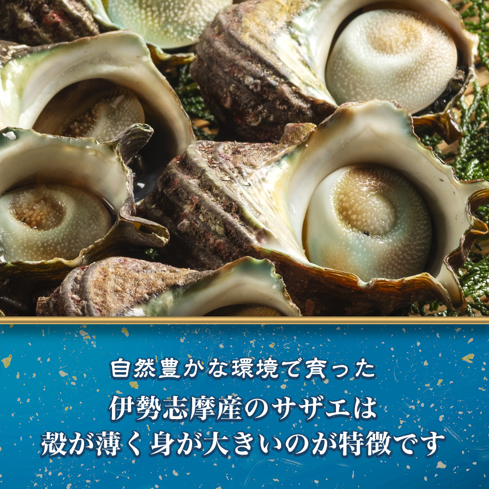 （冷蔵）活きサザエBコース　約2kg（16〜24ヶ入り）山金商店／　貝　さざえ　海鮮　新鮮　伊勢志摩