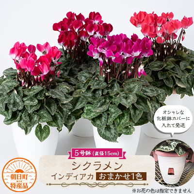 
                  過去に農林水産大臣賞等複数受賞…シクラメン　インディアカF1　中輪　5号鉢(直径15cm)底面給水鉢【1272372】
                